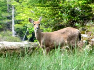 deer A deer in the woods.