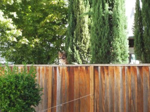 Lion on fence